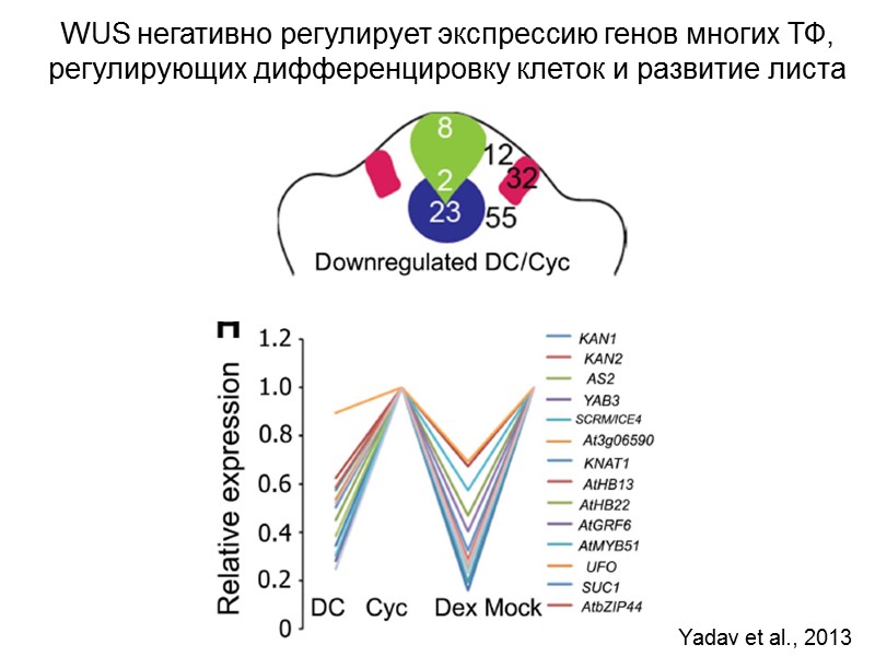 Yadav et al., 2013 WUS негативно регулирует экспрессию генов многих ТФ, регулирующих дифференцировку клеток